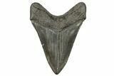 Fossil Megalodon Tooth - South Carolina River Meg #264541-2